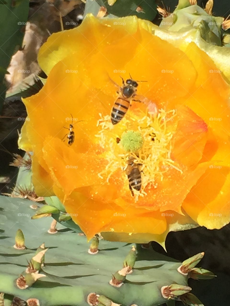 Bees buzz around a bright yellow prickly pear cactus flower. 