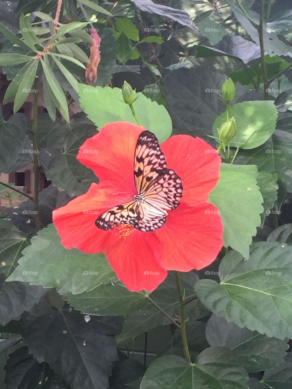 Butterfly on hibiscus 