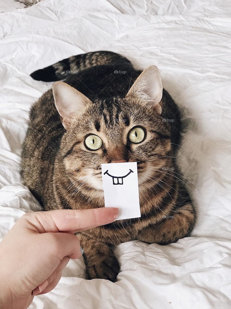 Funny cat. Cat smiling