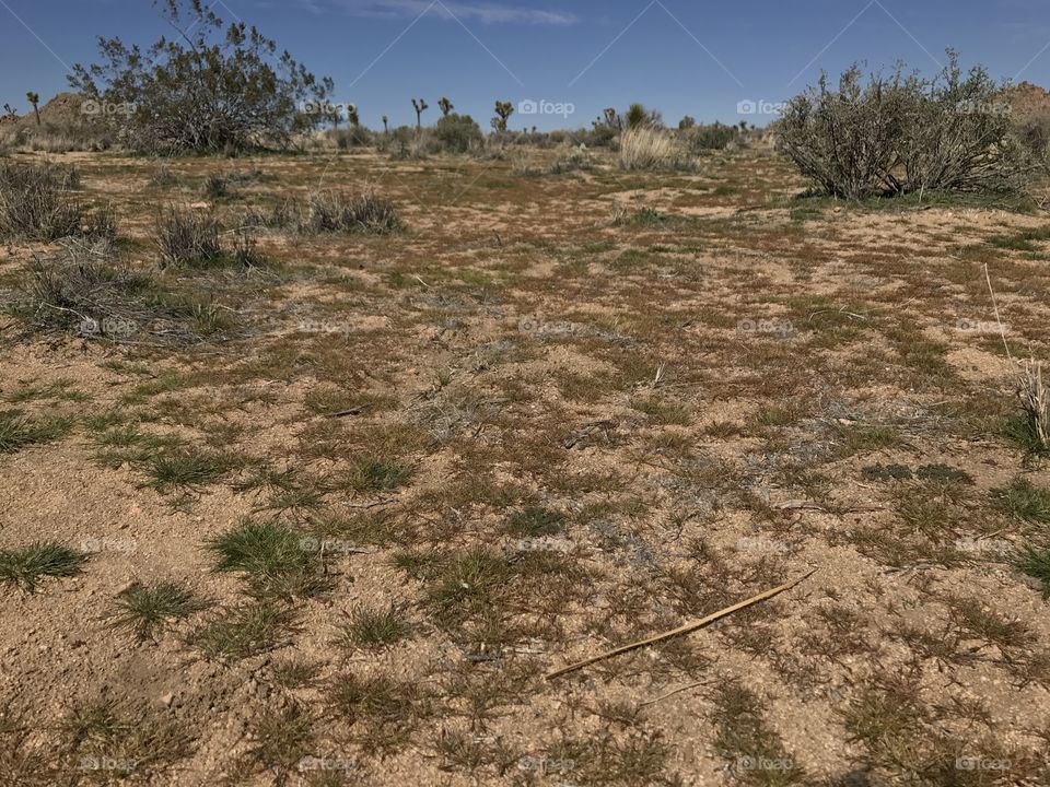 Joshua Tree National Park 