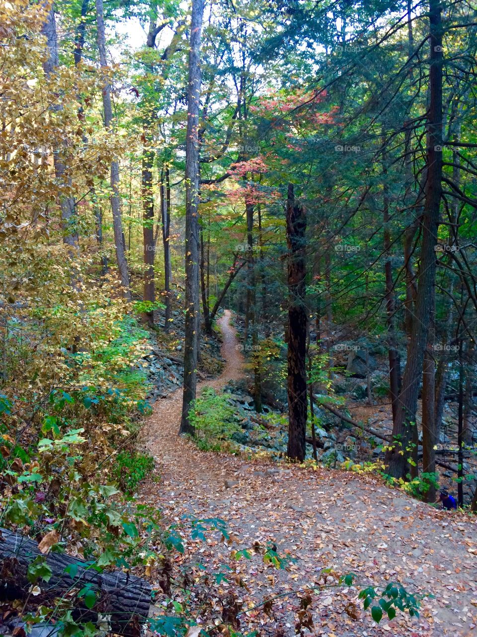 Never ending path at Cloudland Canyon State Park! 