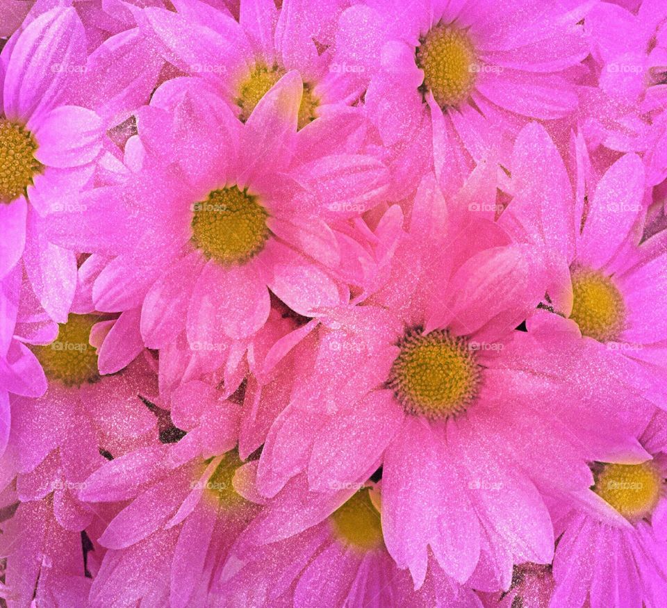 Pink daisies
