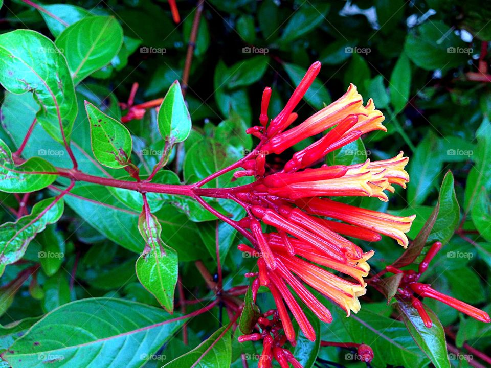 Red flowers