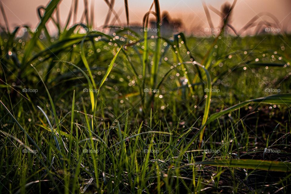 Bokeh