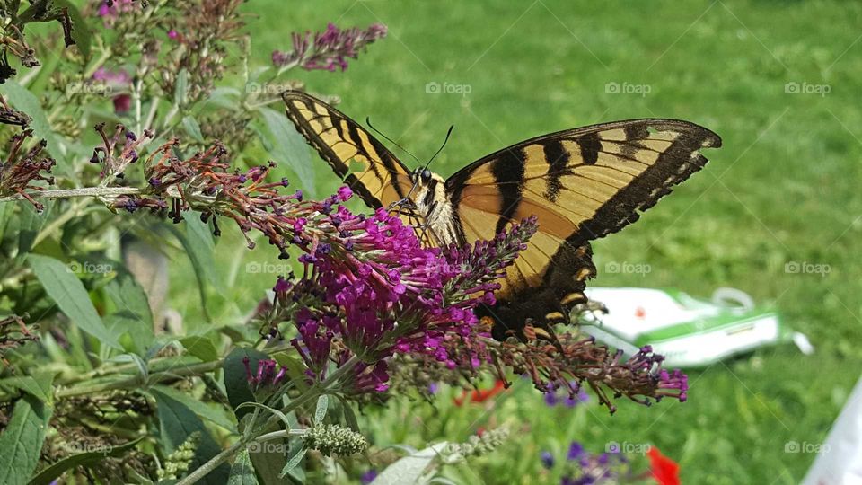 Butterfly, Nature, Insect, Flower, Outdoors