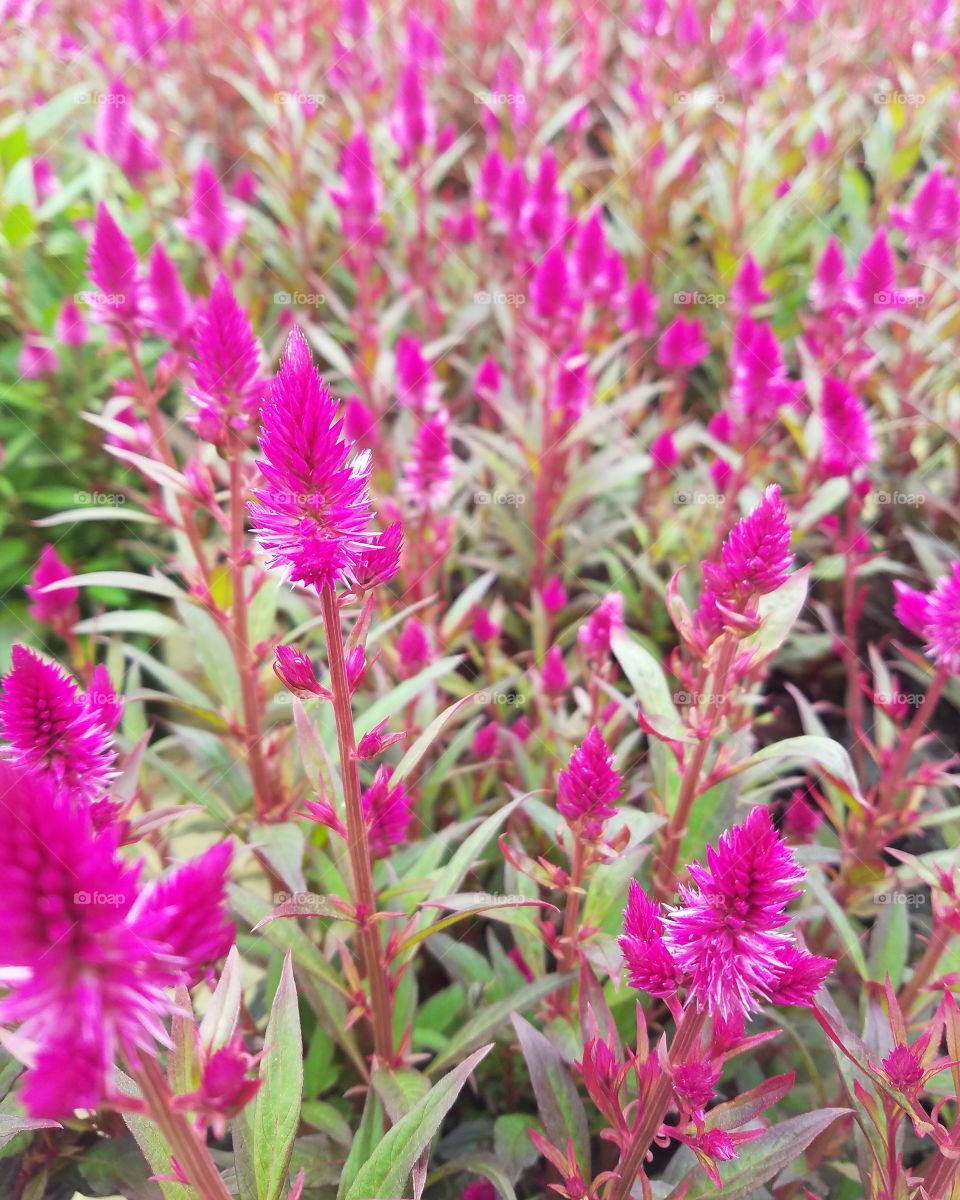 Wild Flowers at Hicks Nurseries on Westbury Long Island