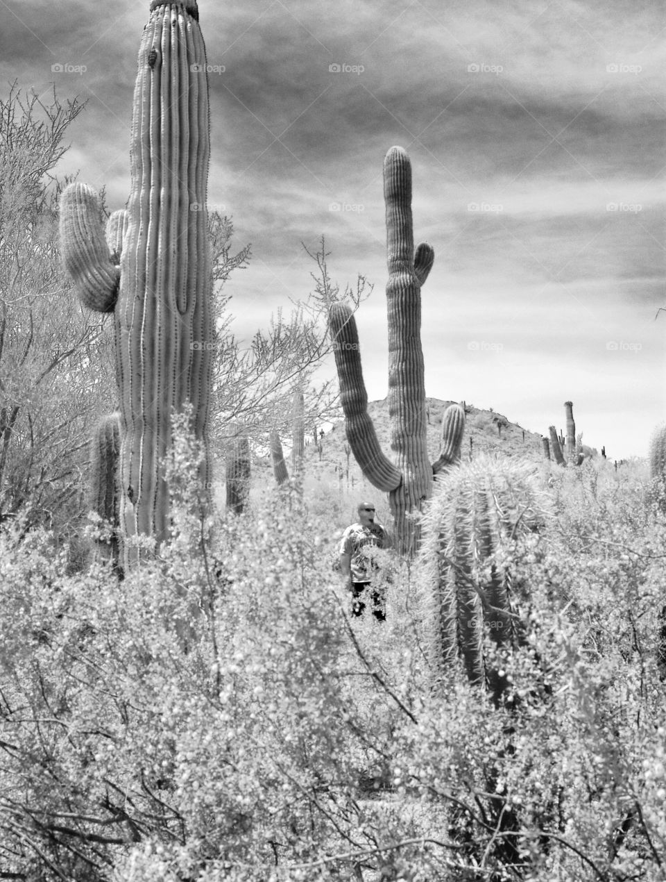 Black and white picture of cactus and my husband standing in the middle to see how tall the cactus are in Arazonia 