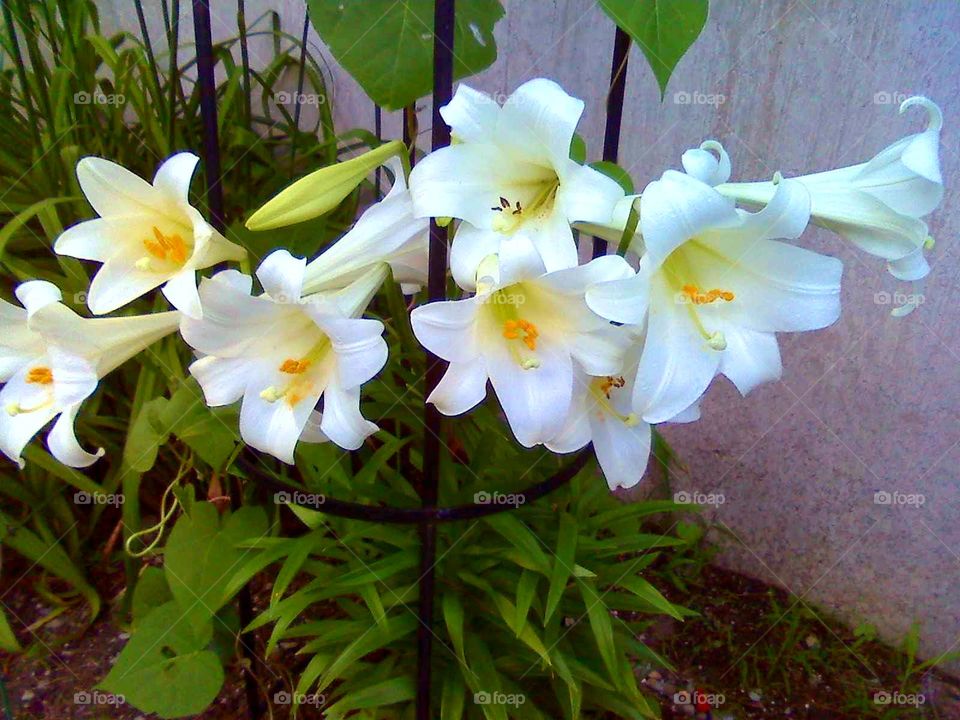 Flowering Easter Lily plant growing in garden. Multiple flowers on Easter Lily plant blooming in garden. Perennial flowers.