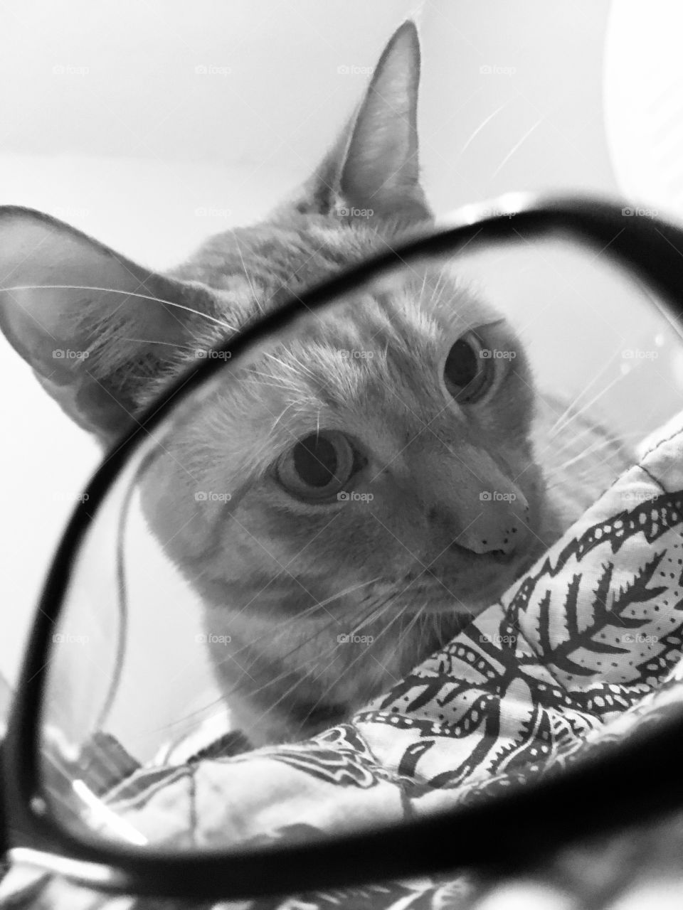 kitty through black glasses 👓