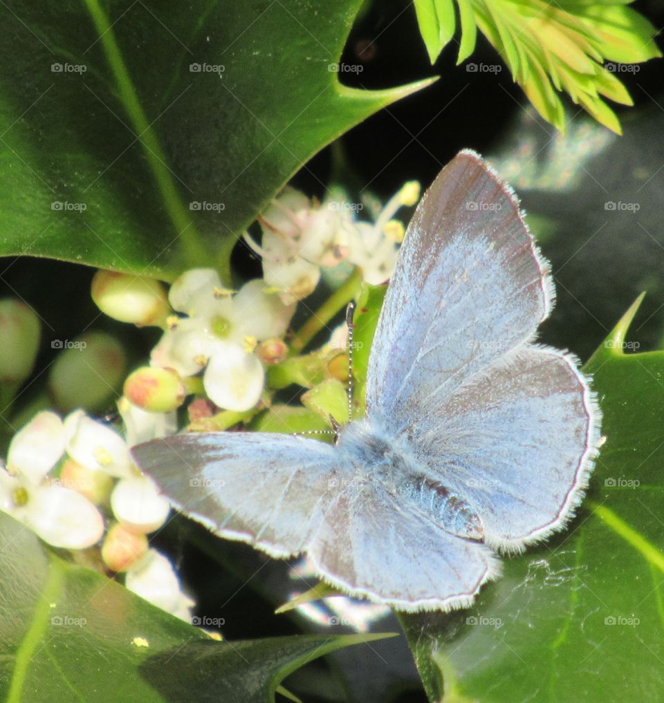 Holly blue butterfly🦋