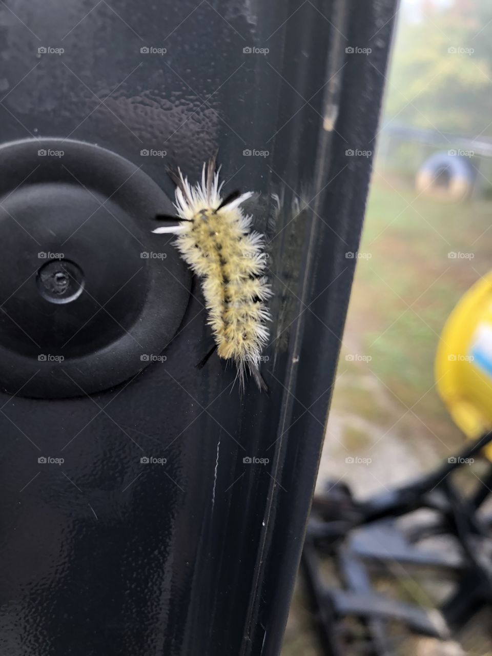 Caterpillar on car door