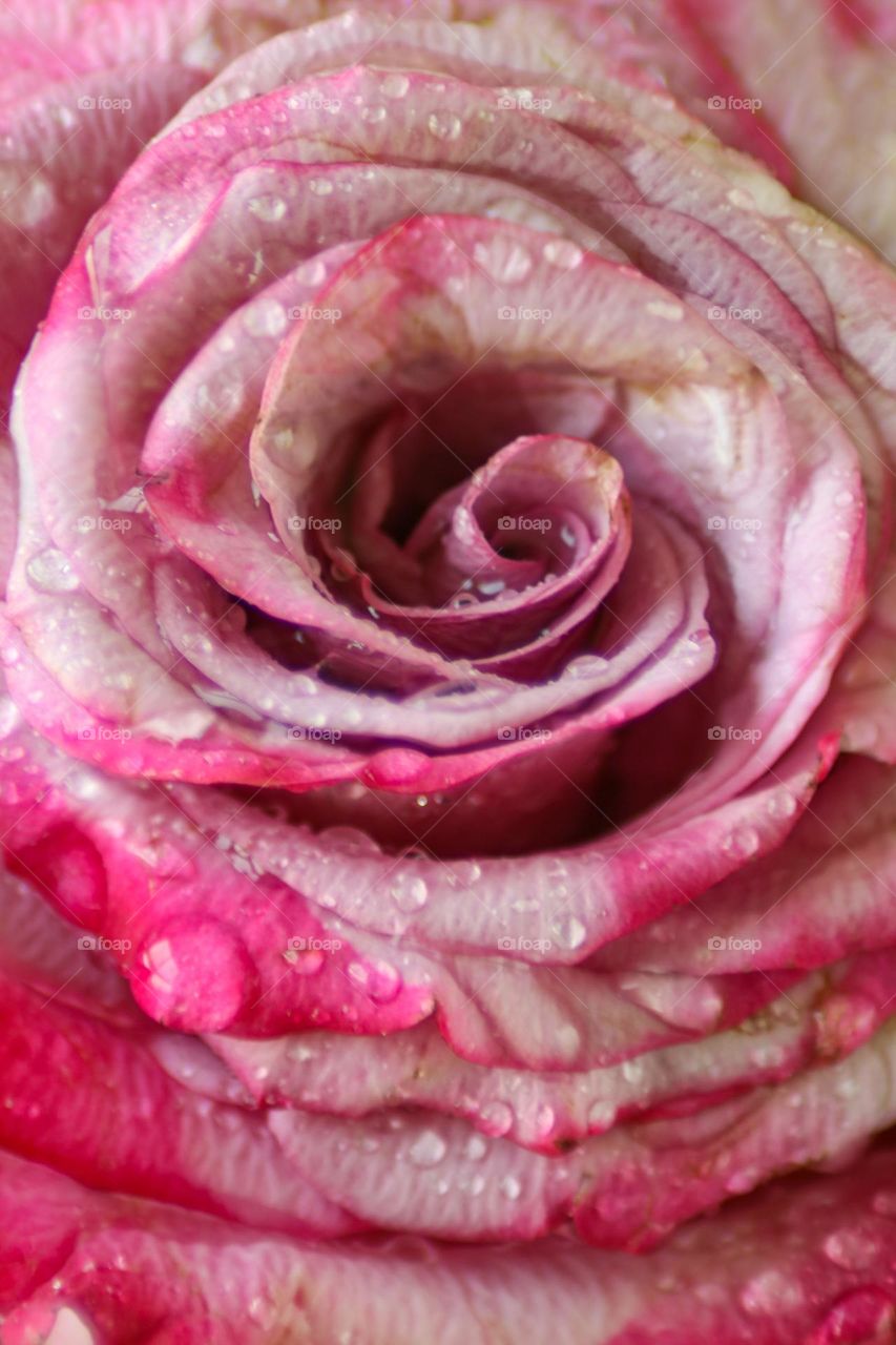 Macro Rose Waterdrops