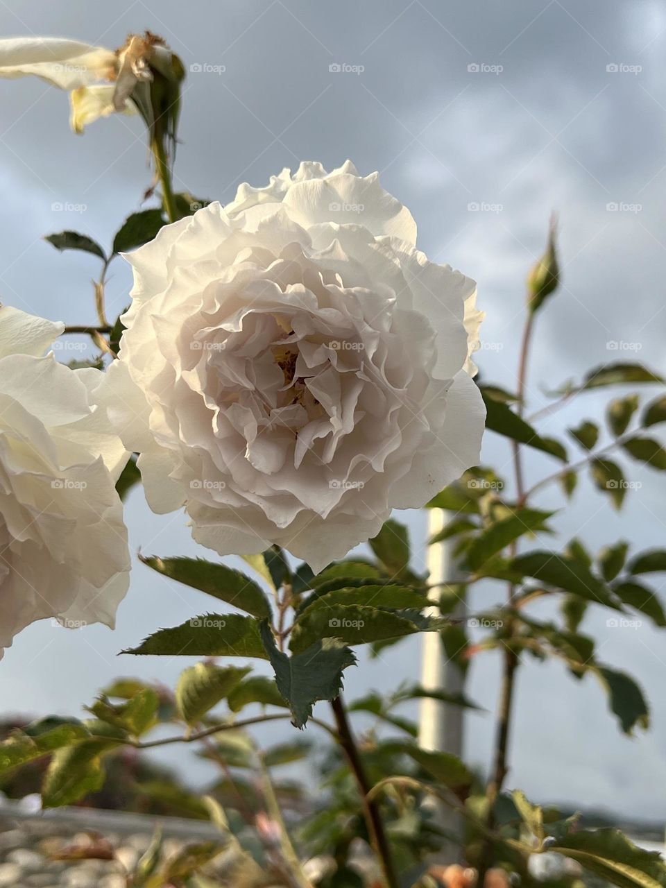 White rose in Yuanshan Flower Expo Park