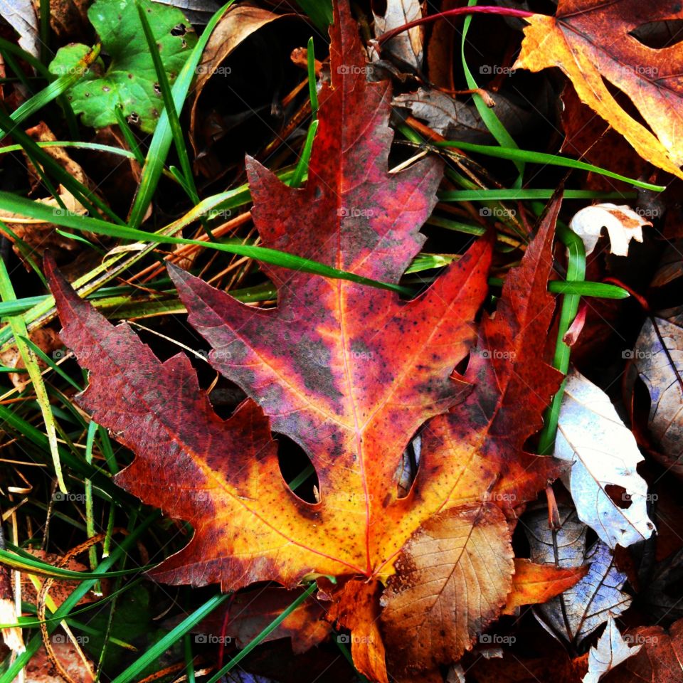 autumn leaf. in my back yard