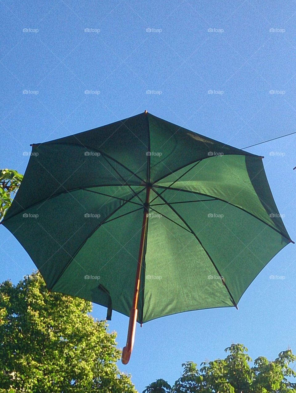 umbrella