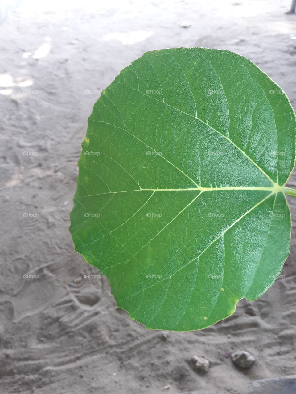 Photo of a dome tree leaf.
