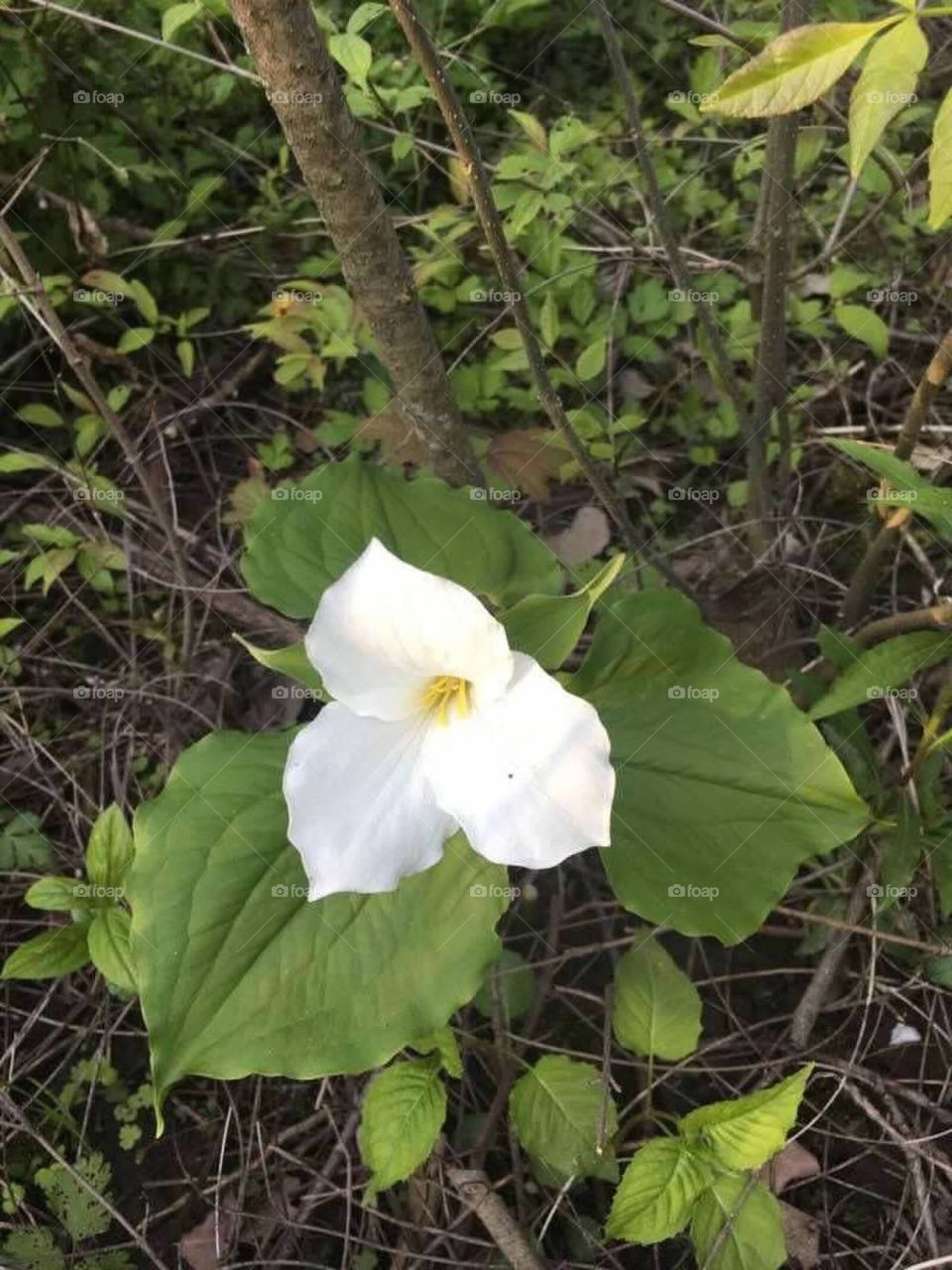 Pretty white flower 