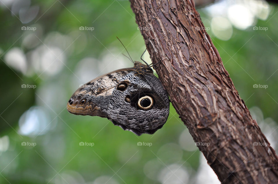 Butterfly on atree