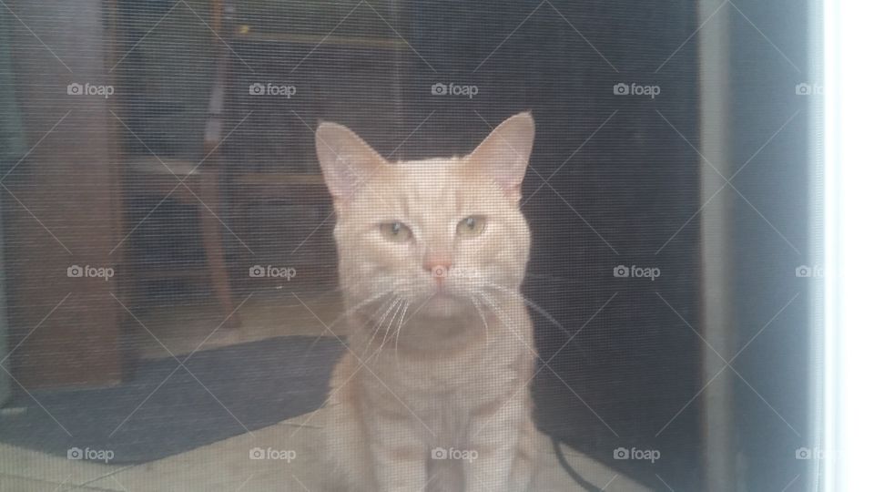 Simba MY Cat wants out!