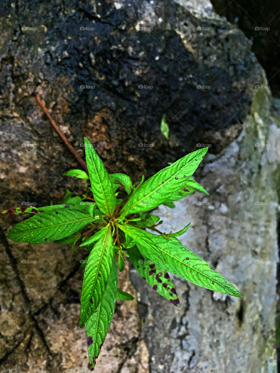 Plant in a village