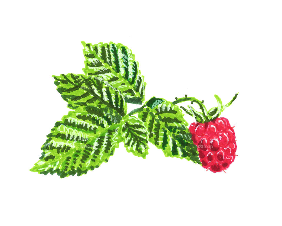 Illustration Raspberry 