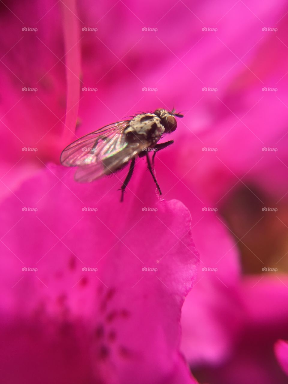 Fly on Azalea