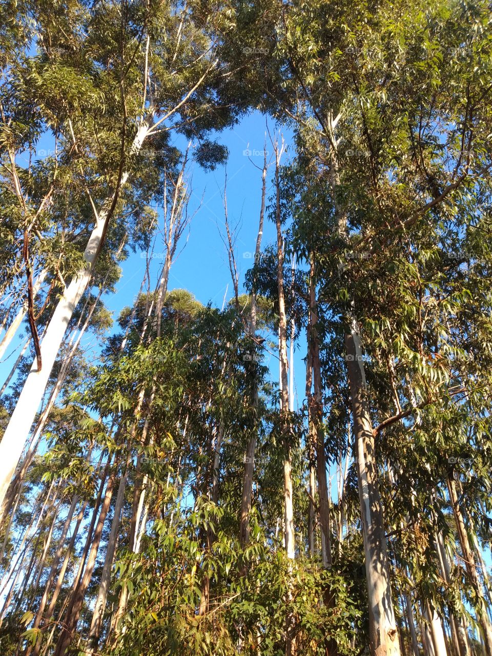 bem vindo foap natureza