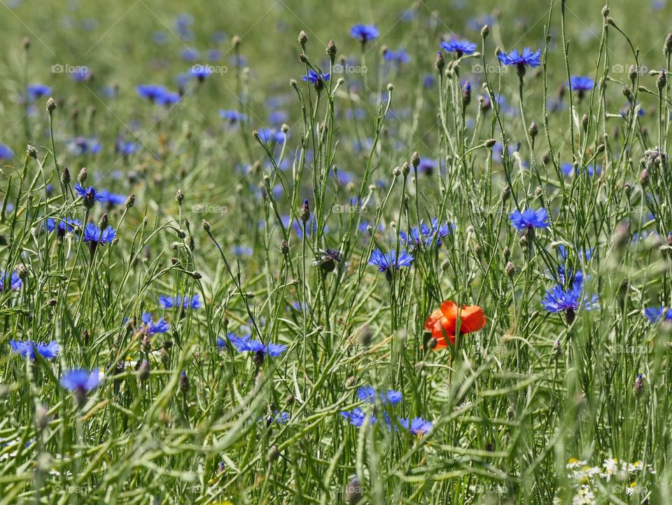 Poppy flower a d cornflowers