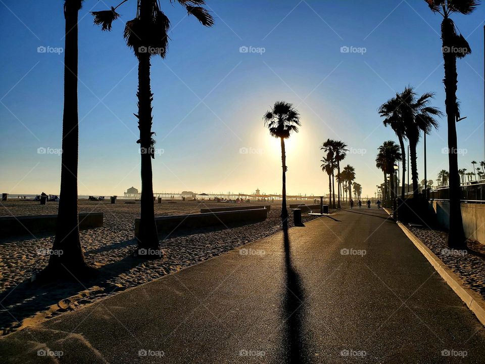 The sun backlights a palm tree on a California beach creating a halo of radiant sunlight