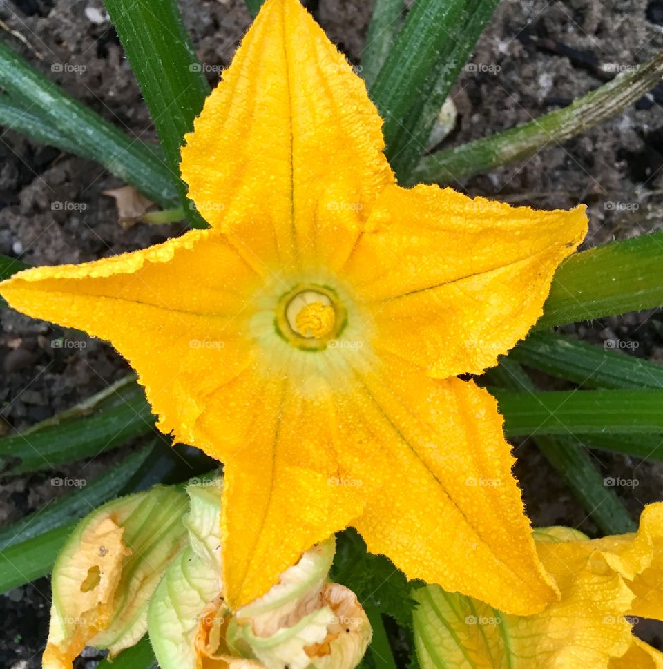 The courgette flower star in full bloom, bright, colourful and beautiful. Golden yellow, and free. Growing your own vegetables is highly rewarding 