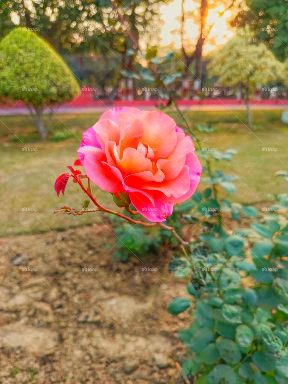 The rose looks so pretty and pink! It's really standing out in that patch. Such a beautiful sight!