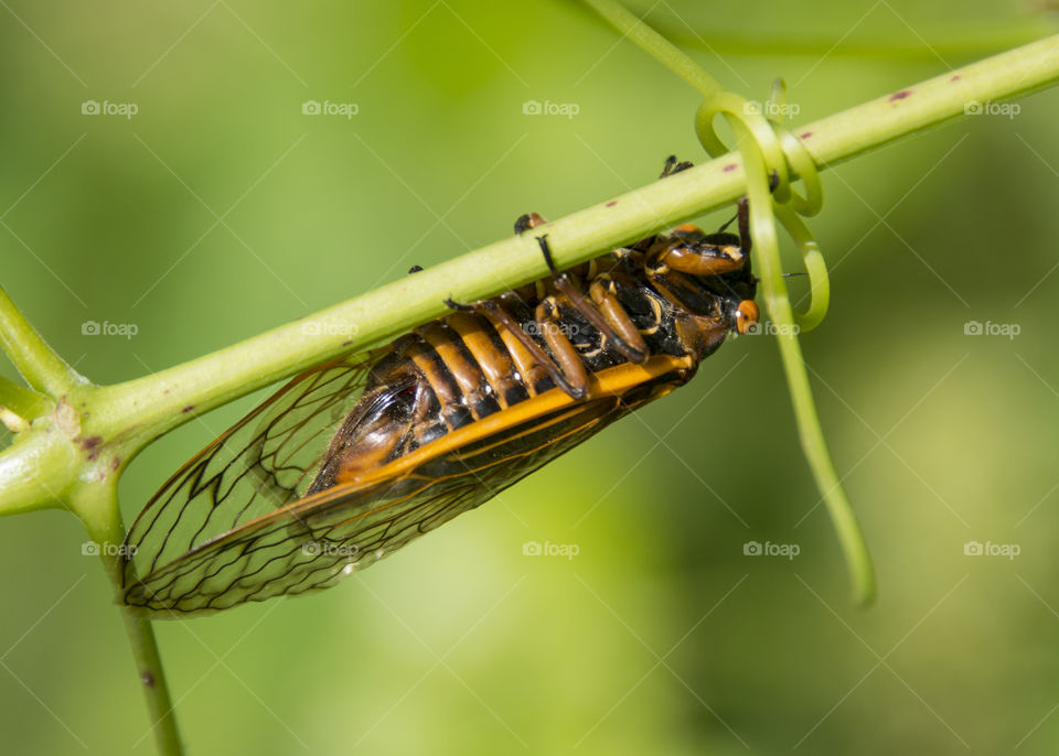 Cicada on the underside of a leaf, belly clearly visible