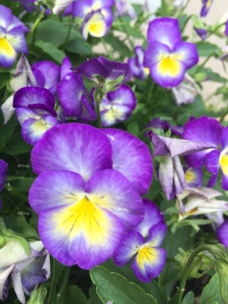 Potted Pansies 