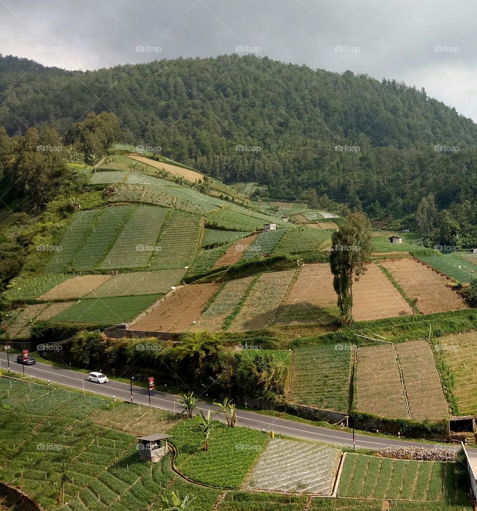 Farming on the slopes of Mount Lawu