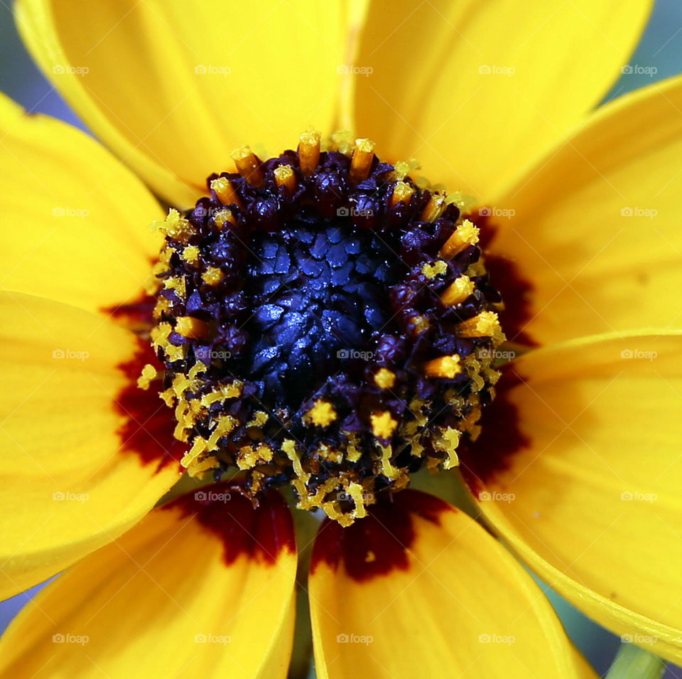 Yellow fresh Spring flowers macro shot in Florida