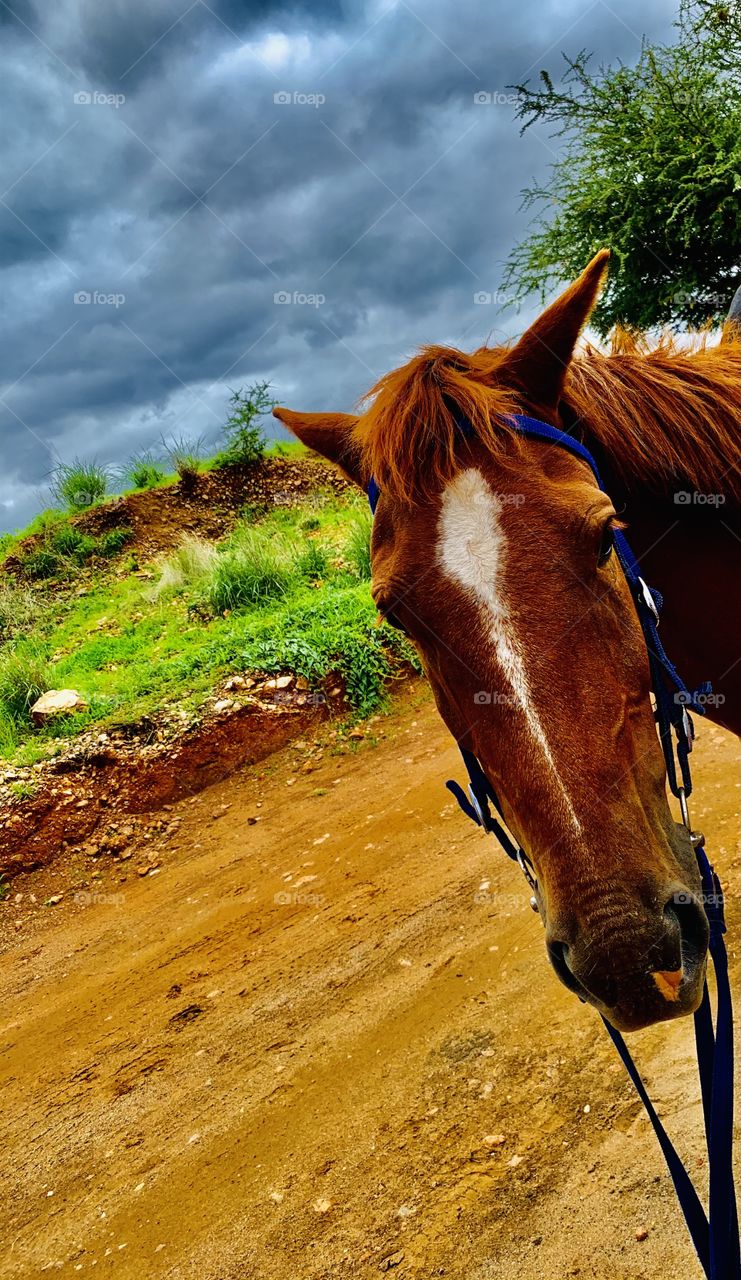 A white striped brown horse on the farm. An up-close picture of a horse. Domestic horses are kind and lovely. 