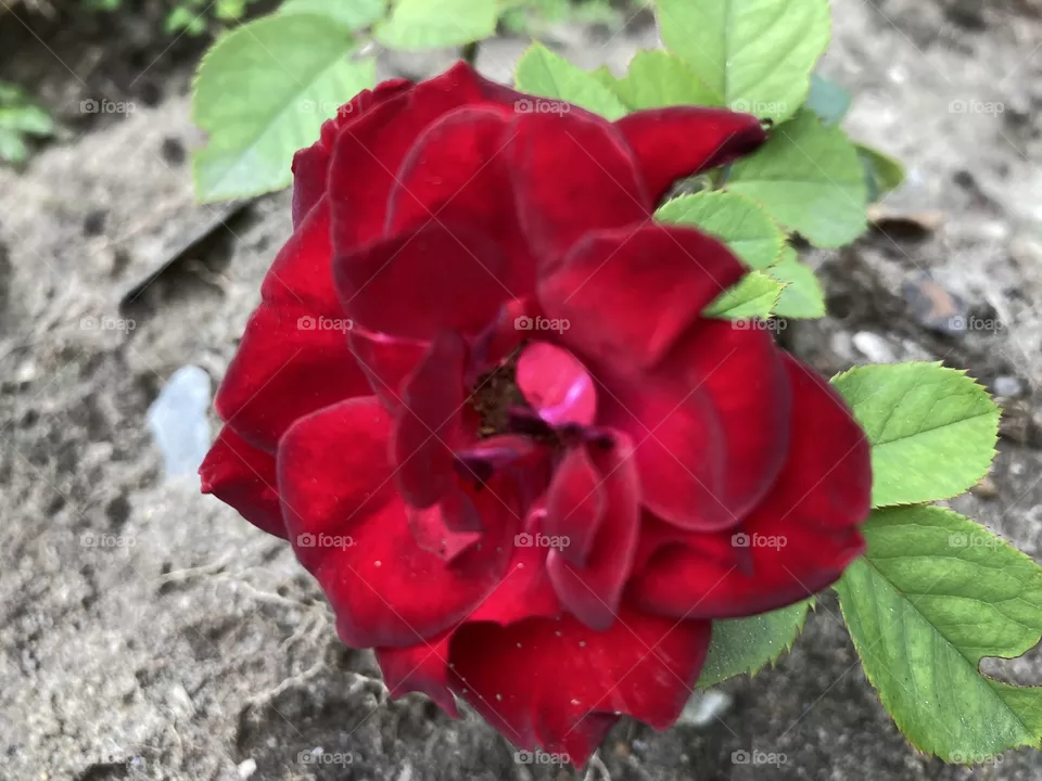 Like a painted flower