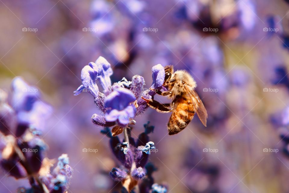 Close-up of a honeybee clinging to and sipping from a lavender blossom.