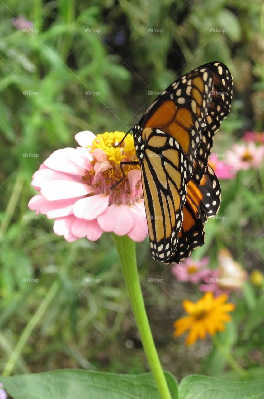 Butterfly on pink flower. Taken at Brookside Garden, Wheaton, Maryland 