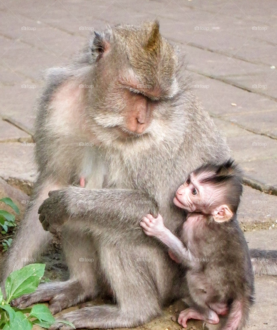 Close-up of a monkey with baby