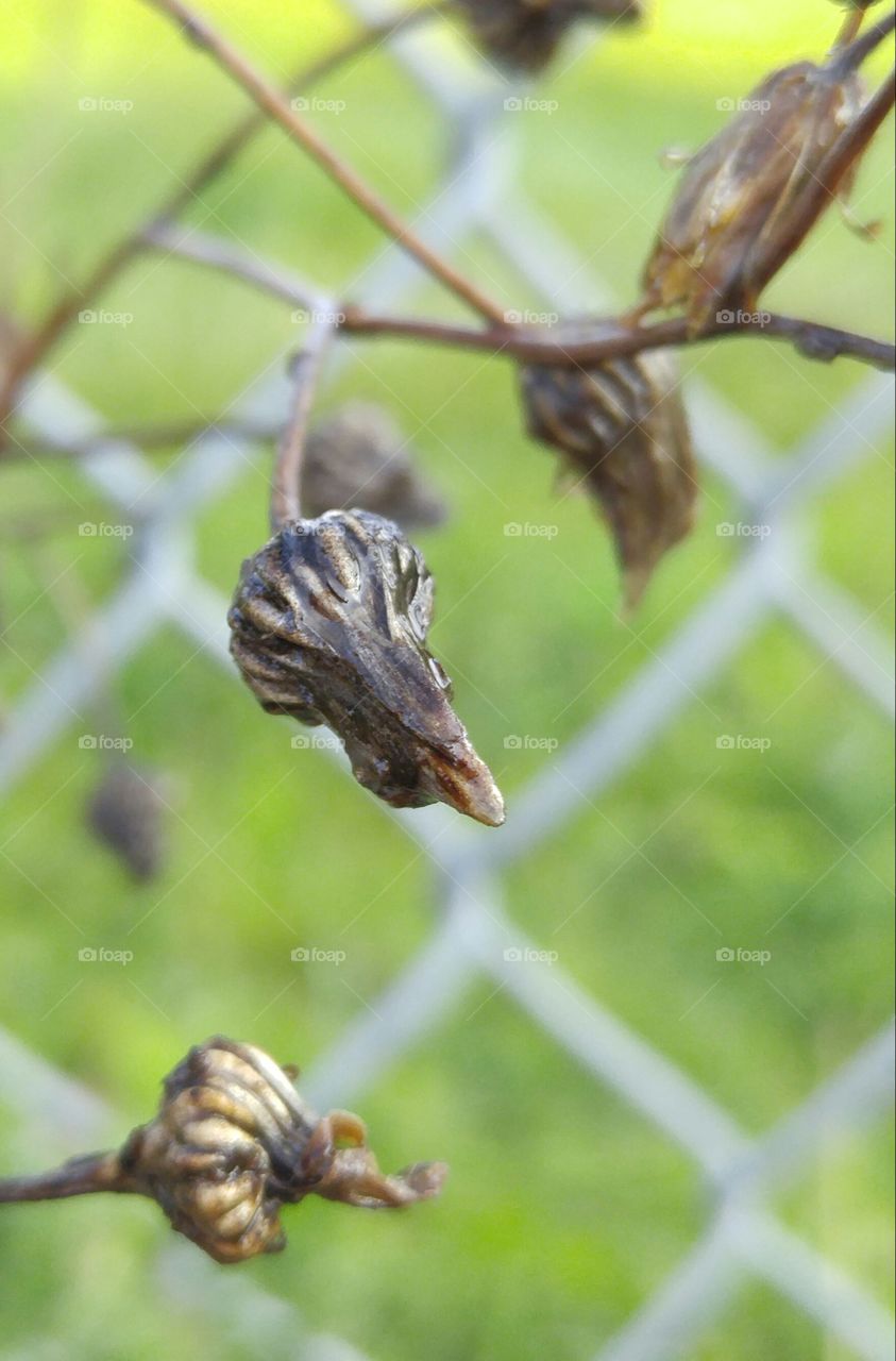 Death of a dandelion. The end of life of a dandelion