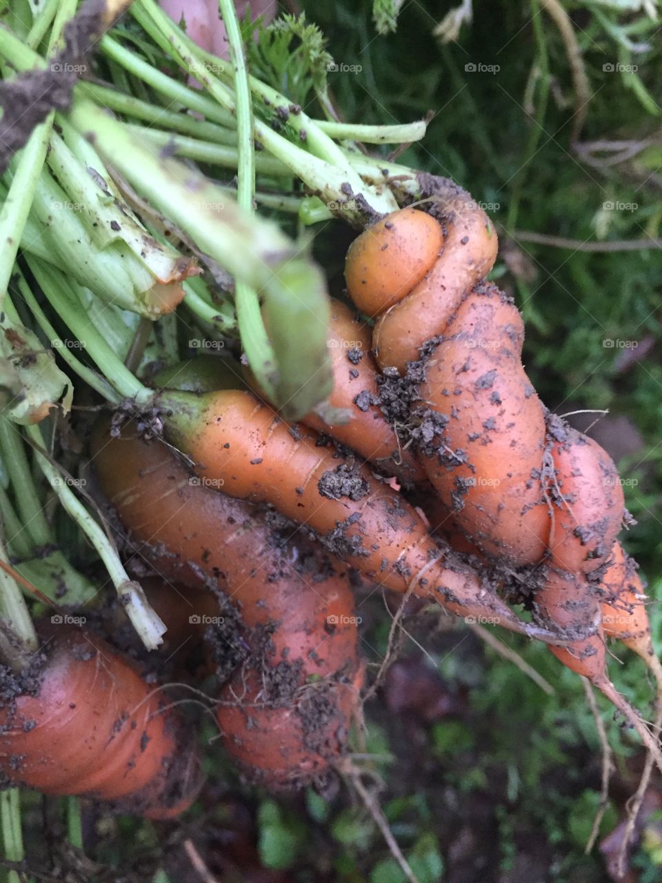 Fabulous crazy carrots