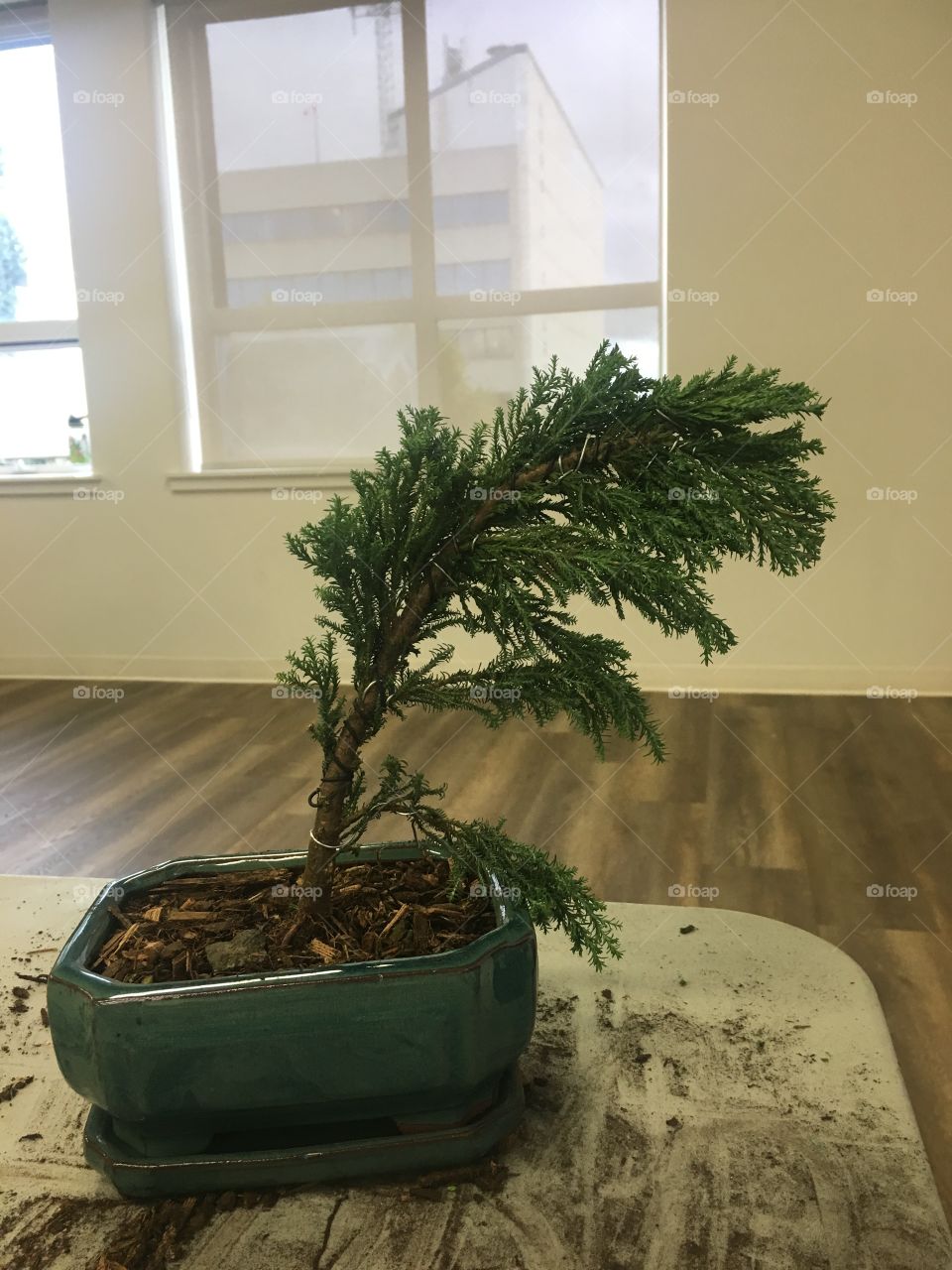 Cedar bonsai