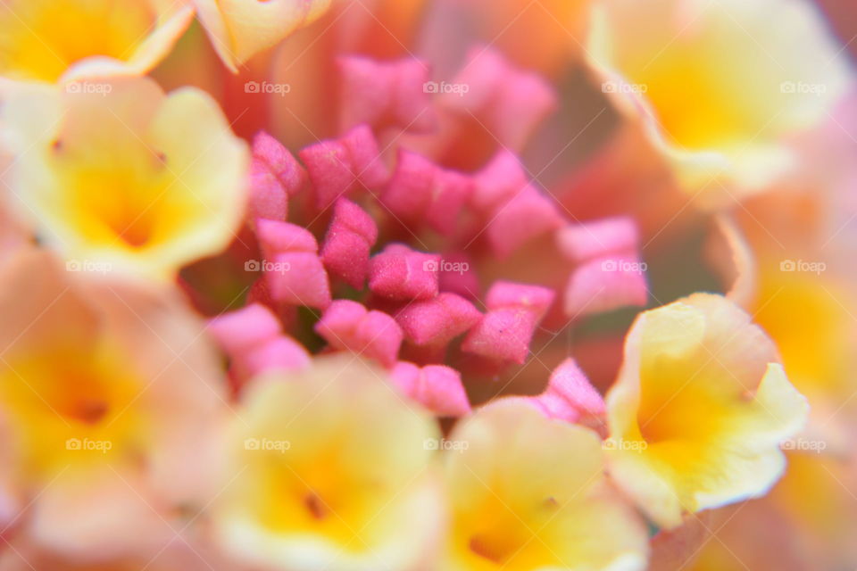 The inside of a flower.