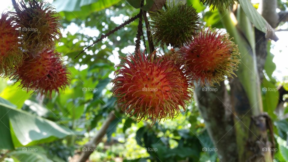 Rambutan is a tropical plant that belongs to the Sapindaceae tribe, originating from Indonesia and regions in Southeast Asia. The word "rambutan" comes from the shape of the fruit that has skin resembling hair.