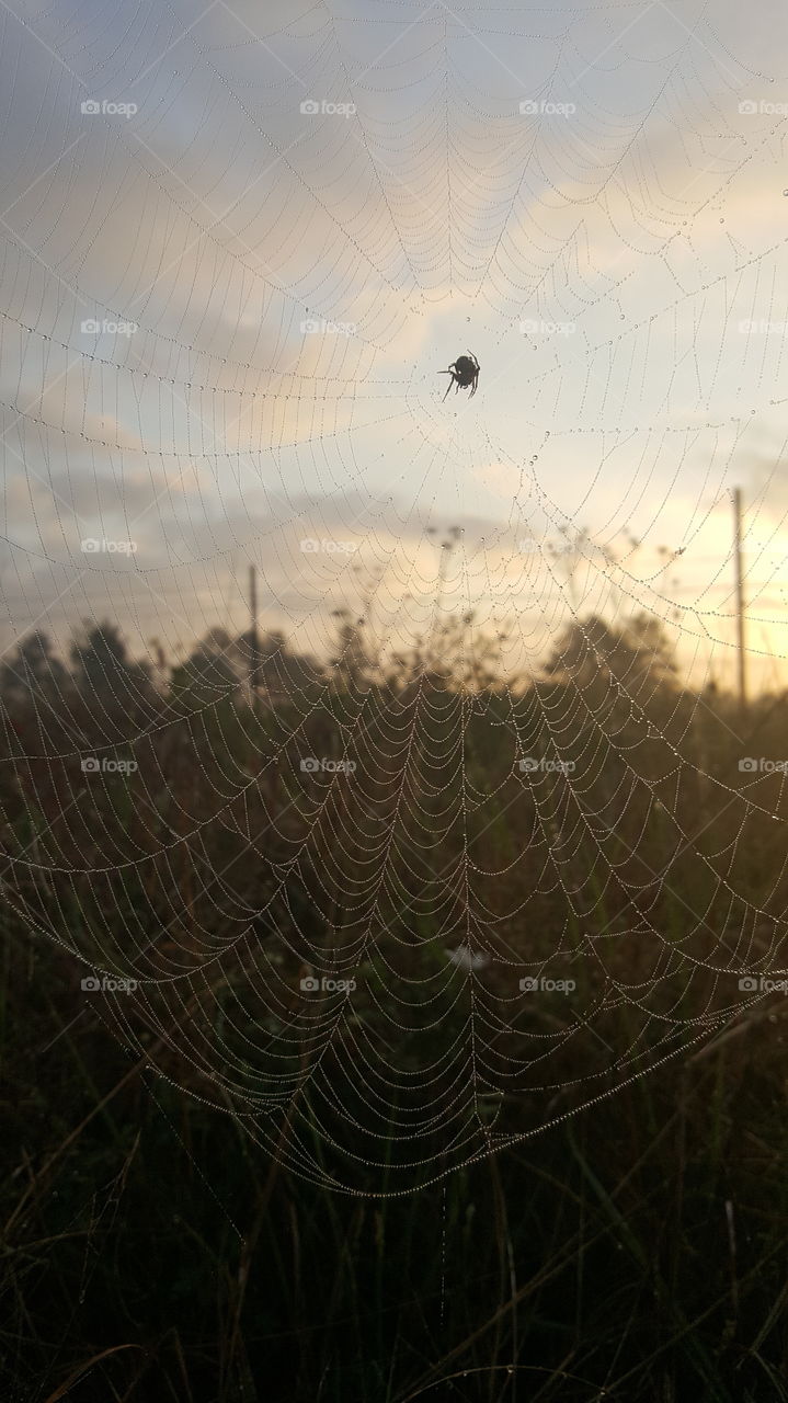 web