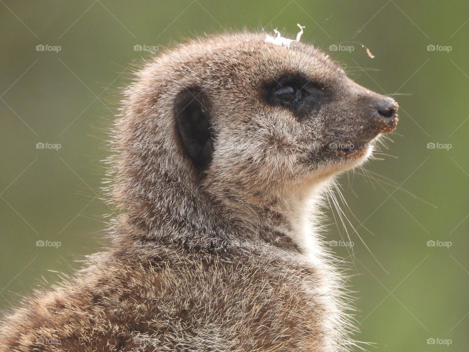 A close up of a meerkat 