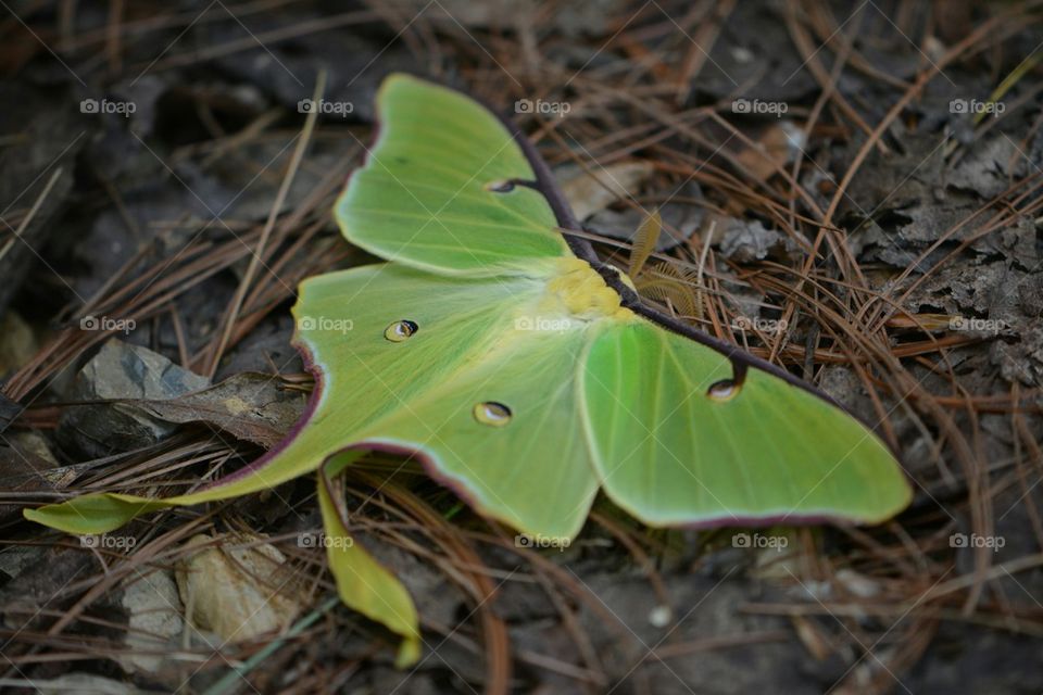 Luna Moth