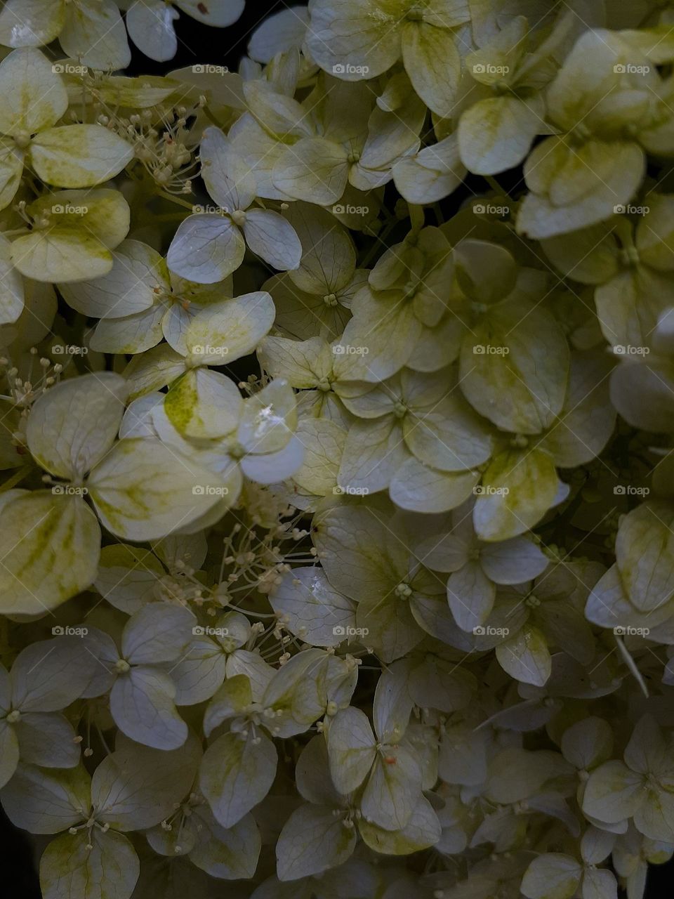 Ukrainian flowers- Українські квіти