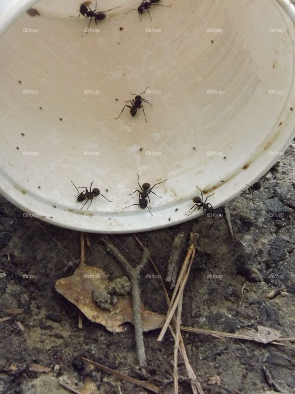 ants searching for easy food